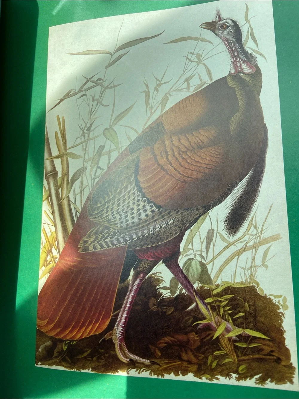 Bird birds Audubon Living World of Audubon art photography book Nature wildlife